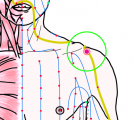特定の臓腑と内属し表裏関係をも有する十二経脈の一つ手の『陽明大腸経』に属する経穴「肩髃」のある風景