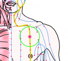 特定の臓腑と内属し表裏関係をも有する十二経脈の一つ足の『陽明胃経』に属する経穴「庫房」のある風景