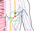 特定の臓腑と内属し表裏関係をも有する十二経脈の一つ足の『陽明胃経』に属する経穴「乳根」のある風景