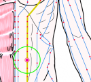 特定の臓腑と内属し表裏関係をも有する十二経脈の一つ足の『陽明胃経』に属する経穴「外陵」のある風景