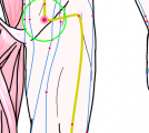 特定の臓腑と内属し表裏関係をも有する十二経脈の一つ足の『陽明胃経』に属する経穴「気衝」のある風景