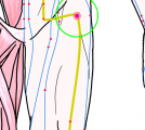 特定の臓腑と内属し表裏関係をも有する十二経脈の一つ足の『陽明胃経』に属する経穴「髀関」のある風景