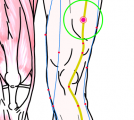 特定の臓腑と内属し表裏関係をも有する十二経脈の一つ足の『陽明胃経』に属する経穴「伏兎」のある風景