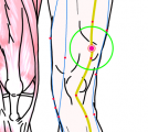特定の臓腑と内属し表裏関係をも有する十二経脈の一つ足の『陽明胃経』に属する経穴「陰市」のある風景