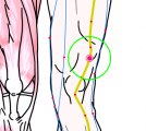 特定の臓腑と内属し表裏関係をも有する十二経脈の一つ足の『陽明胃経』に属する経穴「梁丘」のある風景