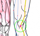 特定の臓腑と内属し表裏関係をも有する十二経脈の一つ足の『陽明胃経』に属する経穴「犢鼻」のある風景