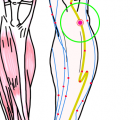 特定の臓腑と内属し表裏関係をも有する十二経脈の一つ足の『陽明胃経』に属する経穴「足三里」のある風景