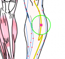 特定の臓腑と内属し表裏関係をも有する十二経脈の一つ足の『陽明胃経』に属する経穴「上巨虚」のある風景