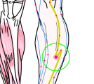 特定の臓腑と内属し表裏関係をも有する十二経脈の一つ足の『陽明胃経』に属する経穴「下巨虚」のある風景