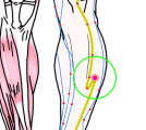 特定の臓腑と内属し表裏関係をも有する十二経脈の一つ足の『陽明胃経』に属する経穴「豊隆」のある風景