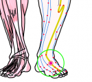 特定の臓腑と内属し表裏関係をも有する十二経脈の一つ足の『陽明胃経』に属する経穴「衝陽」のある風景