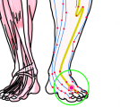 特定の臓腑と内属し表裏関係をも有する十二経脈の一つ足の『陽明胃経』に属する経穴「陥谷」のある風景