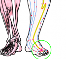 特定の臓腑と内属し表裏関係をも有する十二経脈の一つ足の『陽明胃経』に属する経穴「内庭」のある風景