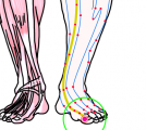 特定の臓腑と内属し表裏関係をも有する十二経脈の一つ足の『太陰脾経』に属する経穴「隠白」のある風景