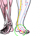 特定の臓腑と内属し表裏関係をも有する十二経脈の一つ足の『太陰脾経』に属する経穴「太白」のある風景