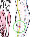 特定の臓腑と内属し表裏関係をも有する十二経脈の一つ足の『太陰脾経』に属する経穴「漏谷」のある風景