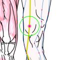 特定の臓腑と内属し表裏関係をも有する十二経脈の一つ足の『太陰脾経』に属する経穴「血海」のある風景