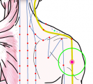 特定の臓腑と内属し表裏関係をも有する十二経脈の一つ手の『少陽三焦経』に属する経穴「臑会」のある風景