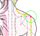 特定の臓腑と内属し表裏関係をも有する十二経脈の一つ手の『少陽三焦経』に属する経穴「肩髎」のある風景
