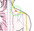 特定の臓腑と内属し表裏関係をも有する十二経脈の一つ手の『少陽三焦経』に属する経穴「天髎」のある風景