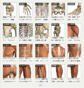 イアトリズム ギャラリー『解剖・疾患』関連分野の展示作品一覧先頭頁の内臓・筋肉・骨など、中が見える絵