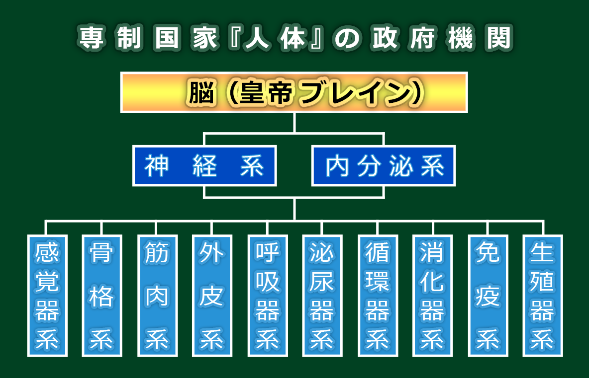 専制国家『人体』の政府機関