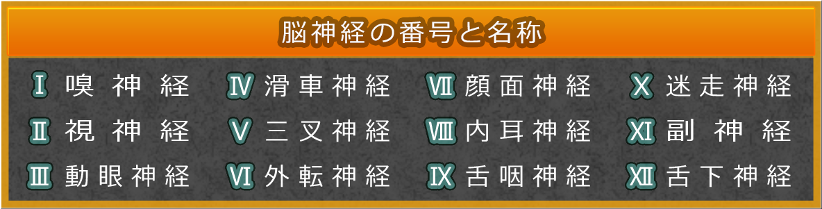 脳神経の番号と名称