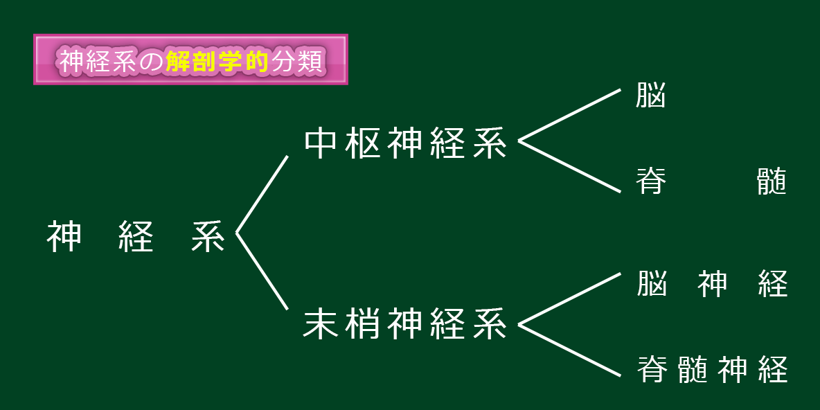 神経系の解剖学的・機能的分類1