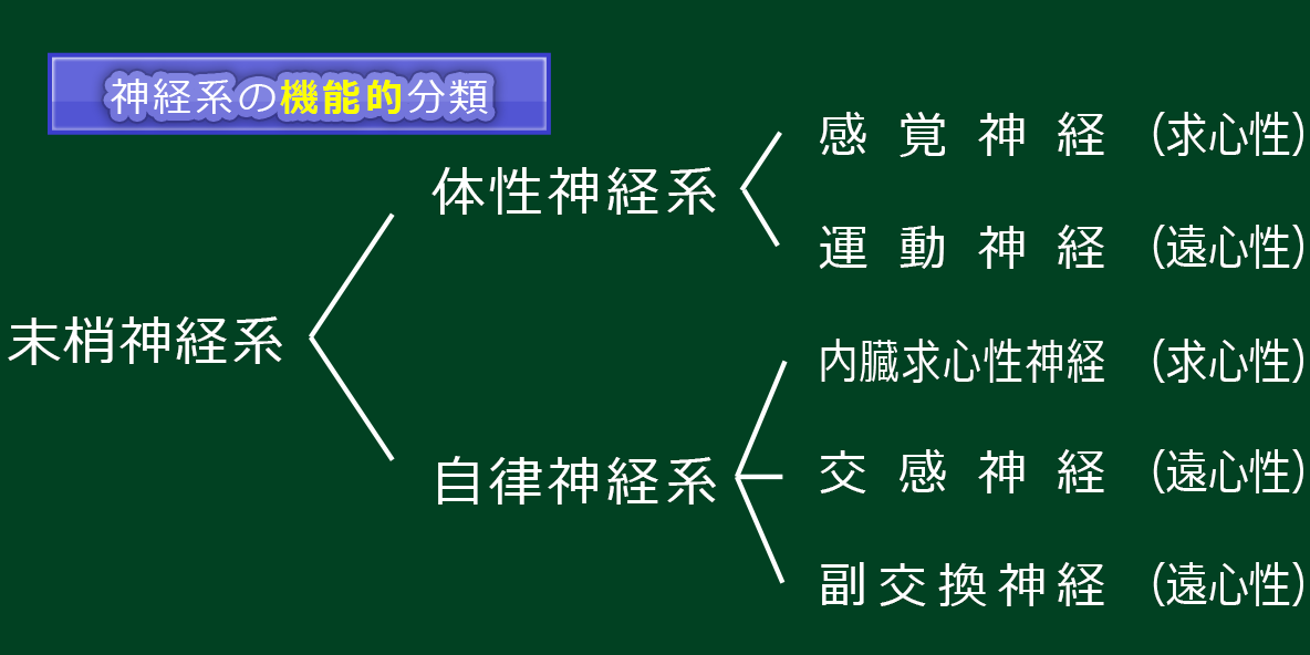 神経系の解剖学的・機能的分類2