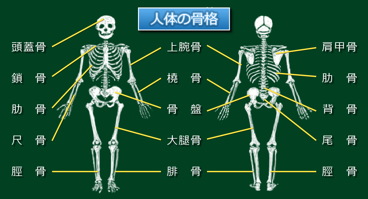 人体の骨格