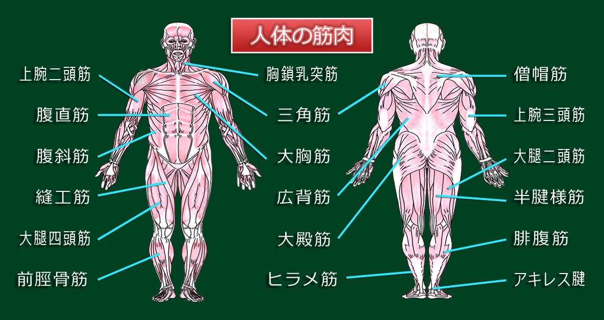 人体の筋肉