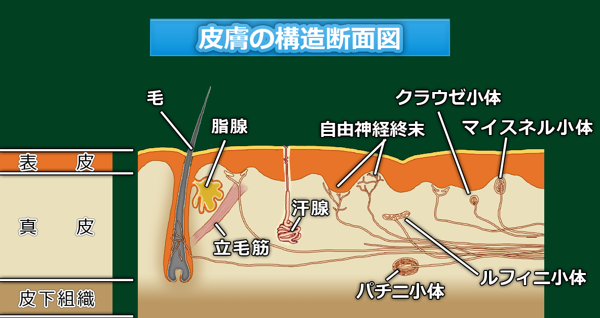 皮膚の構造断面図