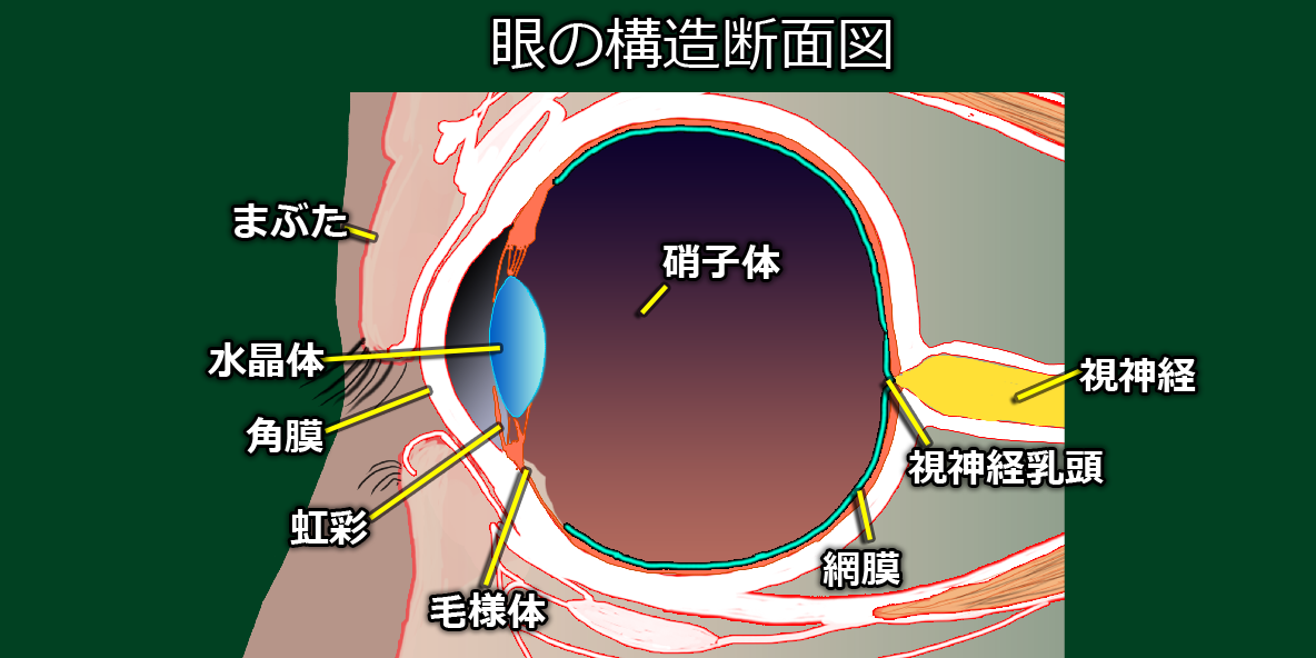 眼の構造断面図