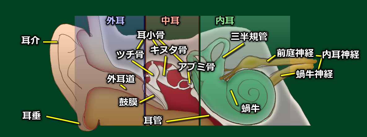 耳の構造断面図