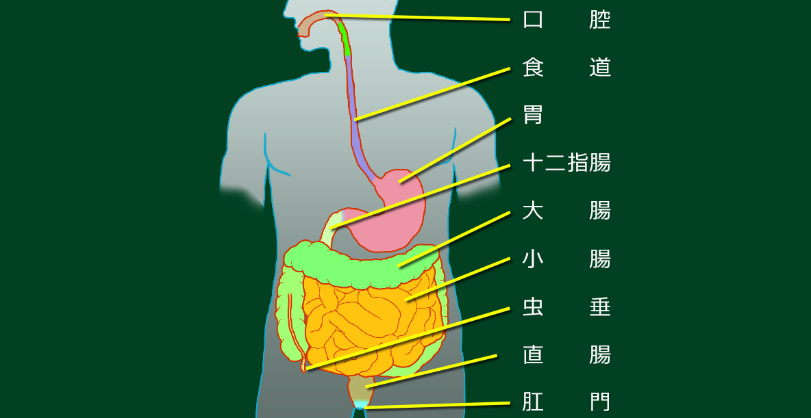 消化管模式図