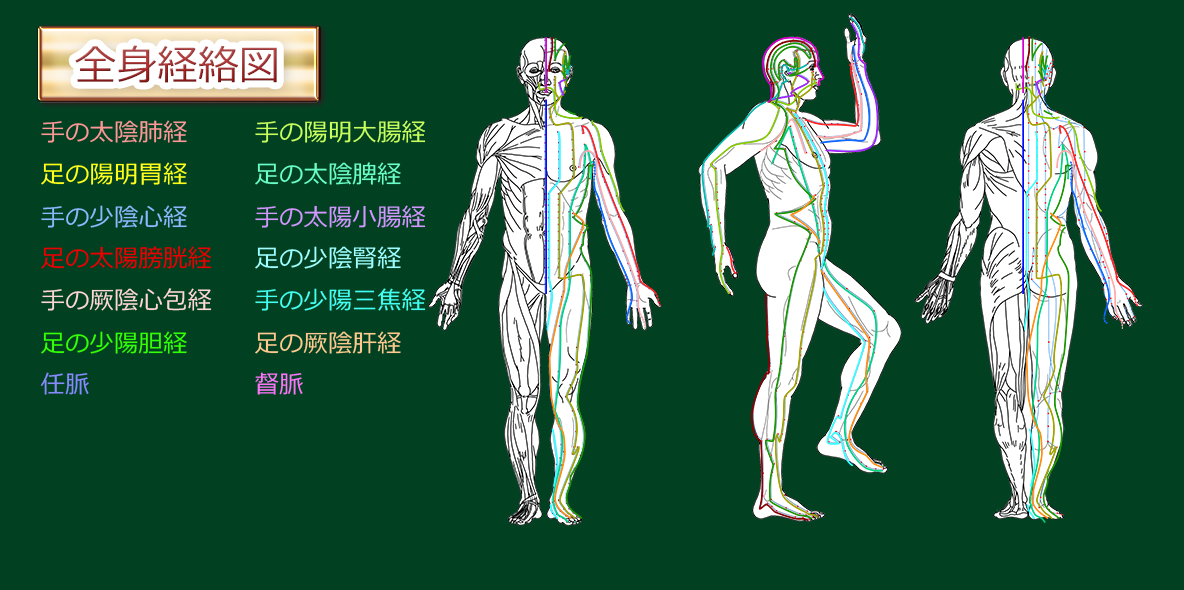  全身経絡図